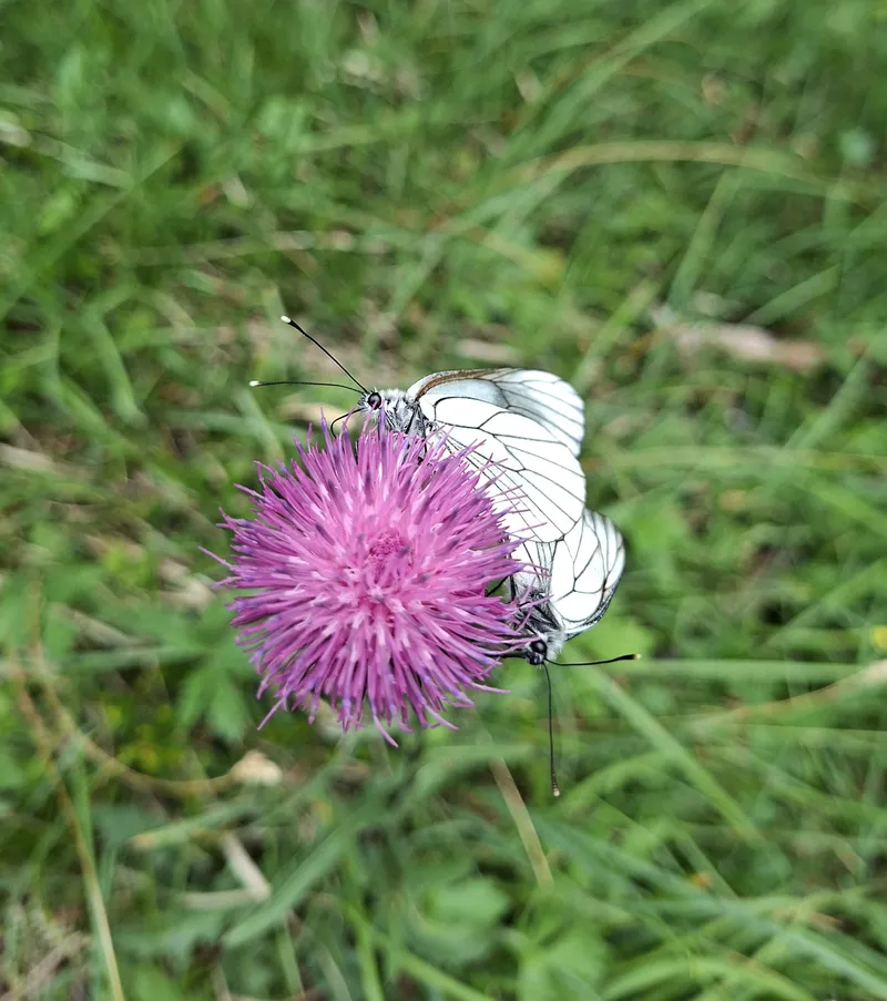 Glück ist wie ein Schmetterling