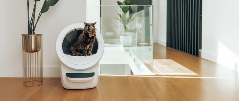 Urlaub mit Katze: Mitnehmen oder lieber zu Hause betreuen lassen?