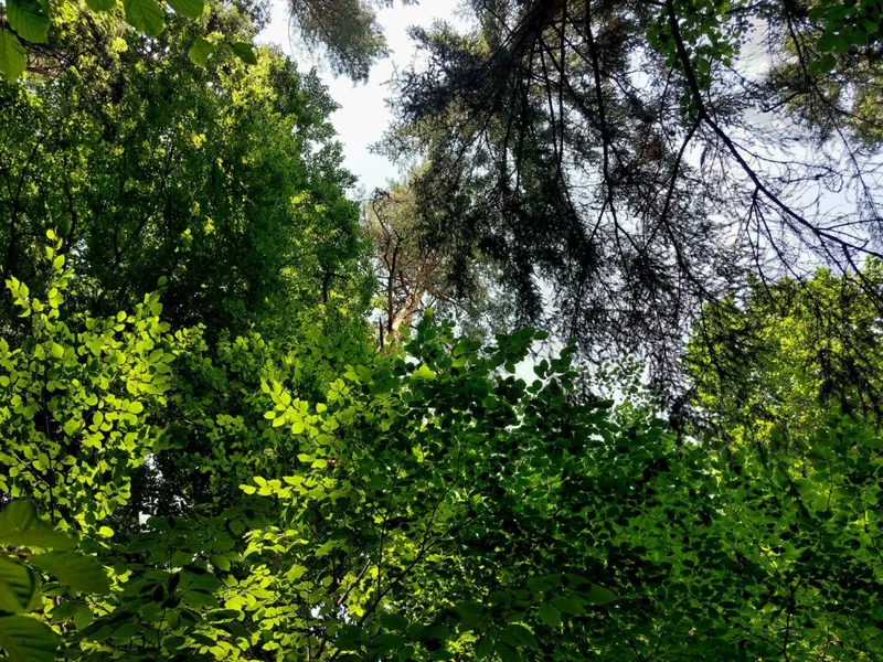 Waldbaden in Simmersfeld im Nordschwarzwald: Entschleunigung mit Shinrin Yoku