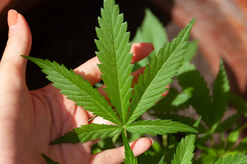 Was ist Cannabis?