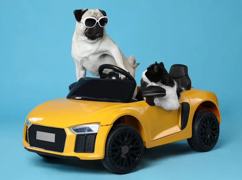 Döggi und Miezi im Auto