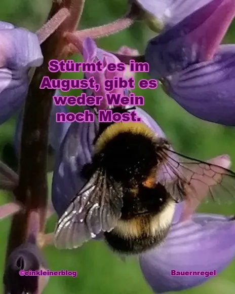 Alte Wein-Bauernregel für den August