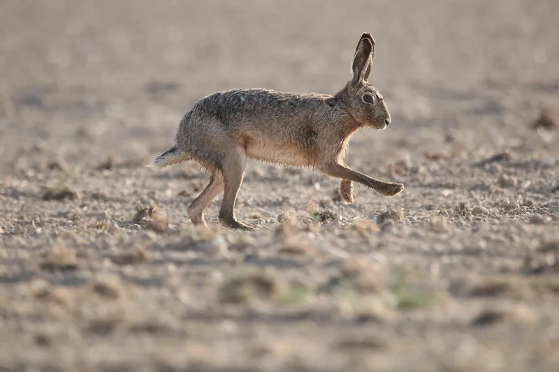 Traumsymbol Hase: Wenn Träume Stress in Ressourcen verwandeln