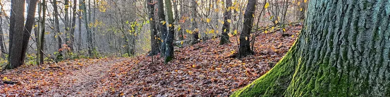 Kleine Feierabendtour entlang der Stammbahn und durch den Düppeler Forst (7,8 km)