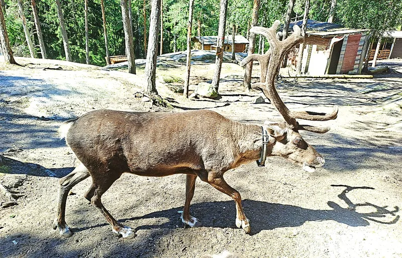 Nuuksio Reindeer Park: Handzahme Rentiere füttern bei Helsinki