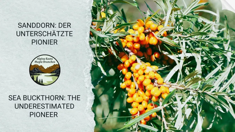 Sanddorn: Der unterschätzte Pionier – Warum er in keinem regenerativen Garten fehlen sollte