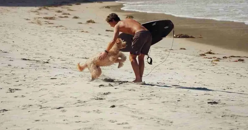 Auswandern mit Hund nach Portugal 2026