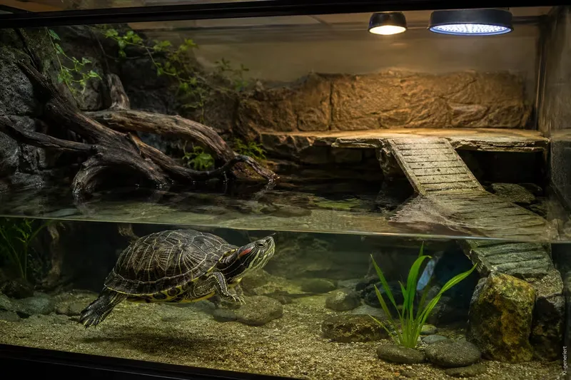 Rotwangen Aquarium richtig planen: Platz, Licht und Filter