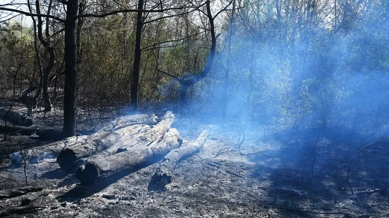 Großbrand in der Wiener Lobau bei Eßlinger Furt: Brand aus