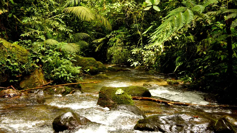 Manu Nationalpark in Peru • Am Übergang von den Anden in das Amazonasbecken