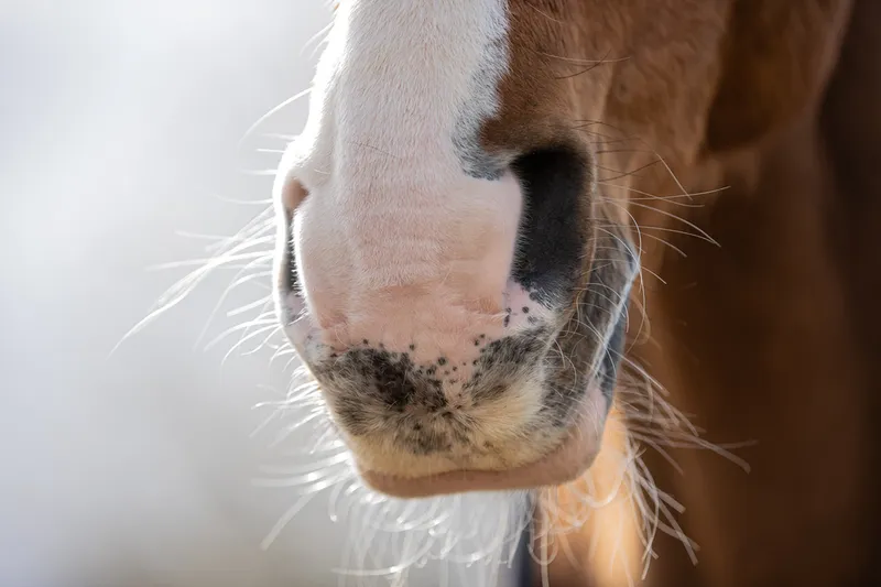 Wir zaubern nicht, wir sprechen – 10 Mythen über Tierkommunikation