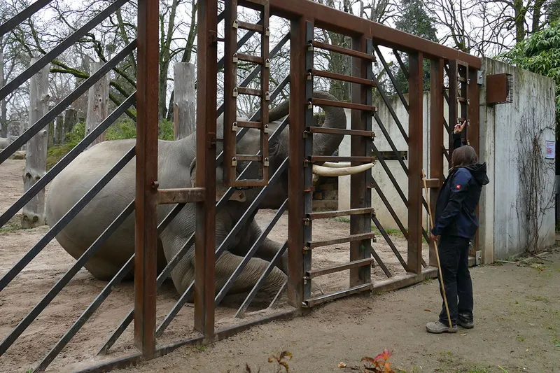 Der Ticketverkauf für den Elefantentag im Zoo Heidelberg ist gestartet