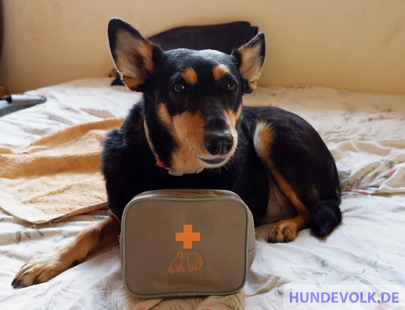 Hundeapotheke