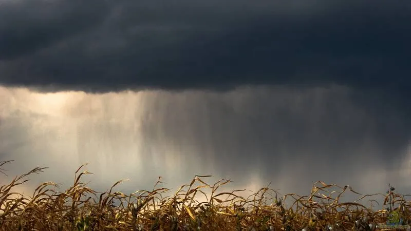 Der Regenschleier - Warum manchmal kein Tropfen den Boden erreicht von Tom