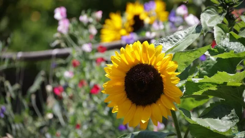 ´Warum regnet es überall - nur nicht bei mir?´ Wenn der Regen den eigenen Garten scheinbar immer verfehlt von Tom