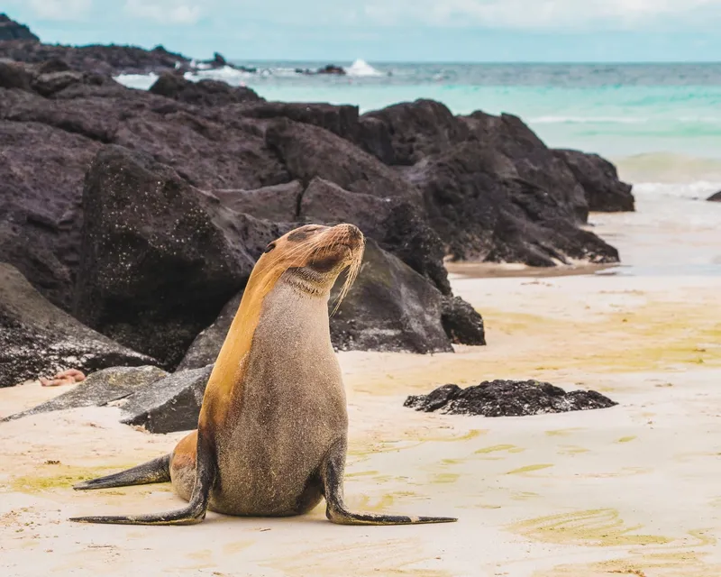 Galapagos Inseln auf eigene Faust: Route, Kosten und Tipps