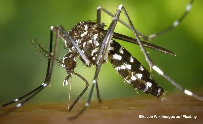 Asiatische Tigermücke breitet sich aus – Wasseransammlungen im Garten vermeiden