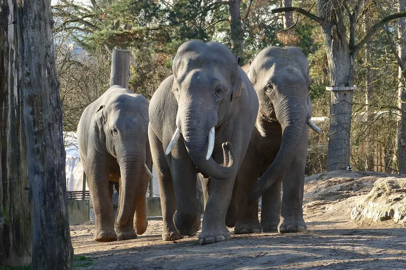 Zoo Heidelberg lädt zum Elefantentag ein