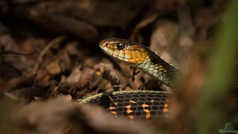 Strumpfbandnattern der Gattung Thamnophis: Haltung, Arten, Verhalten und Besonderheiten von Tom