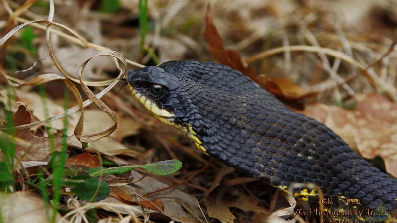 Hakennasennattern der Gattung Heterodon: Haltung, Arten, Verhalten und Besonderheiten von Tom
