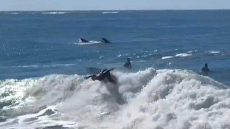 Video: Gigant im Wasser: Wal taucht direkt hinter Olympia-Surferin auf