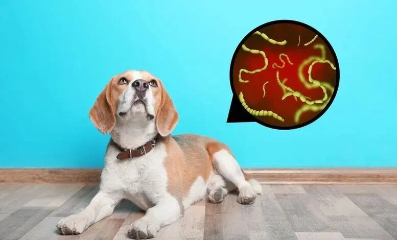 Wurmbefall beim Hund: Ursachen, Symptome und was jetzt zu tun ist