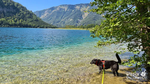 Der Offensee: Naturjuwel beim Traunsee