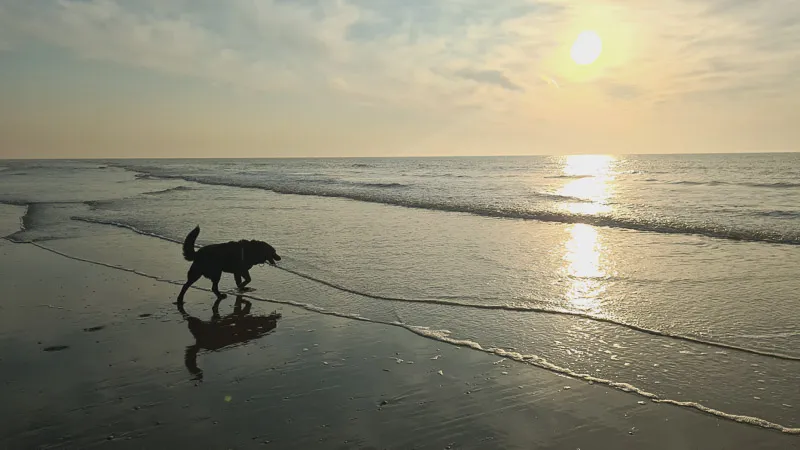 Niederlande mit Hund: Der große Guide mit Hundestränden, Holland und viel Hallo