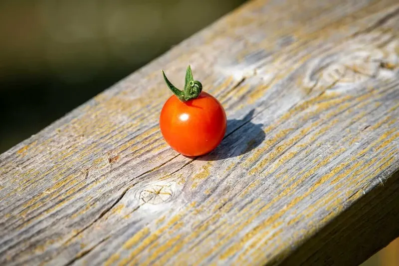 Lebensmittel bei Hitze aufbewahren: Was du im Sommer wissen musst