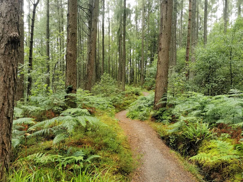 Es war nur ein kleiner Park – warum der Wald meinem Nervensystem guttut