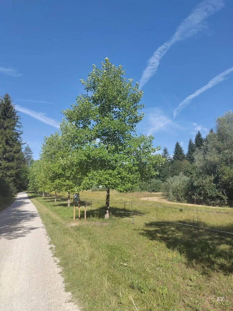 Weltwald Freising: Vielfalt der Baumarten und Erlebniswelt