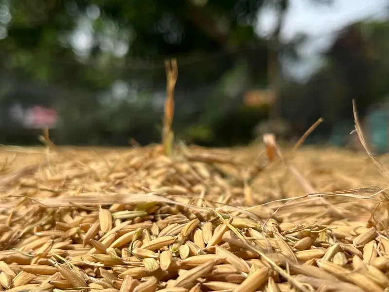 Einwegbesteck aus Reisabfällen: Japan setzt auf Alternativen zu Plastik