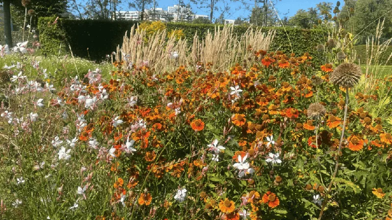 Gartenplanung im August: Was du JETZT tun solltest