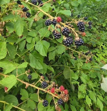 Brombeeren – kampfbereites Superfood