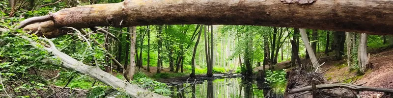 Durch die Schönower Heide zu Bauhaus-Architektur und Heideblüte (13,1 km)