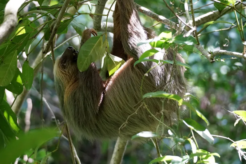 Cahuita Nationalpark, alles was ihr wissen müsst