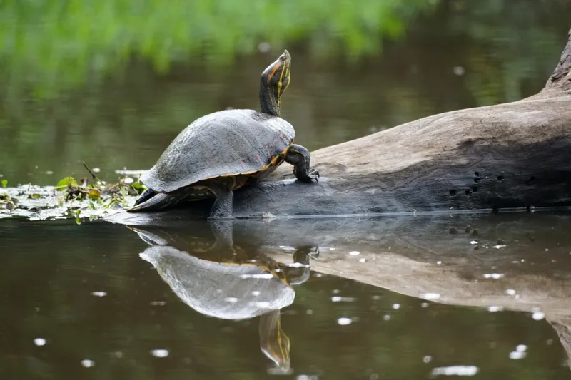 Tortuguero – einer der 3 besten Nationalparks in Costa Rica