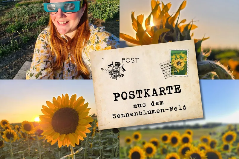 Postkarte | Sun & Flowers: Sonnenfinsternis im Sonnenblumen-Feld