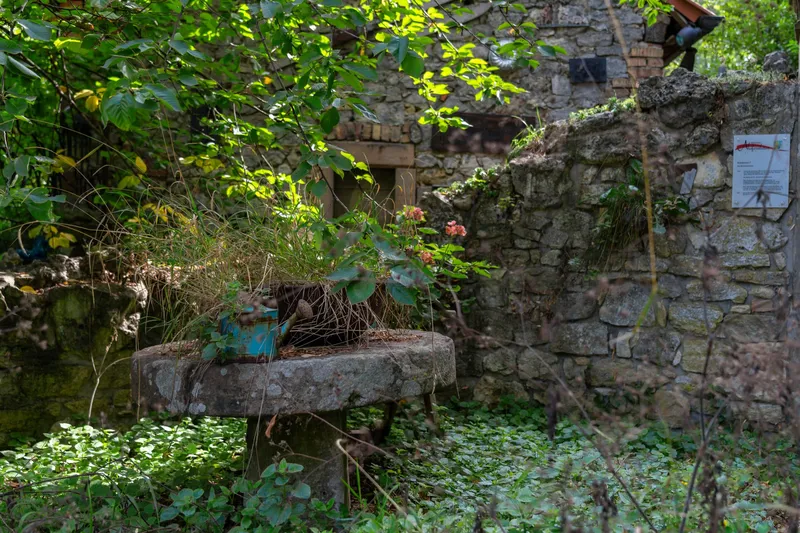 Entlang der Pfrimm – zwei Regionen, ein „Urwald“ und ein schmuckes Winzerdorf