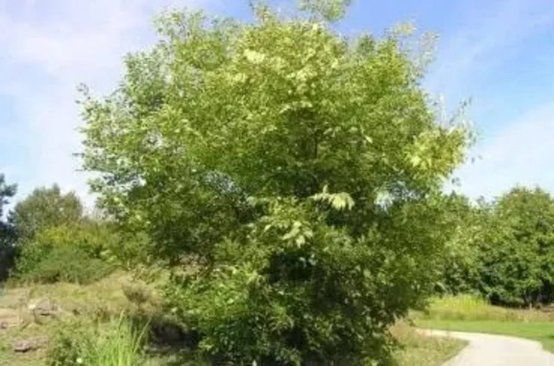 Baumhoroskop: Zürgelbaum