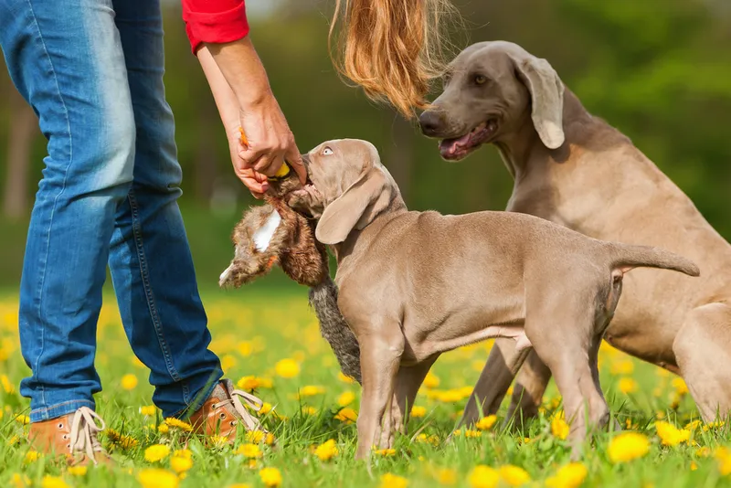 Erfolgreiche Jagdhundeausbildung: Die wichtigsten Methoden und Tipps für Jäger