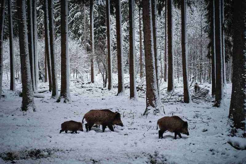 Aktuelle Jagdzeiten Mecklenburg Vorpommern (2025) inkl. PDF