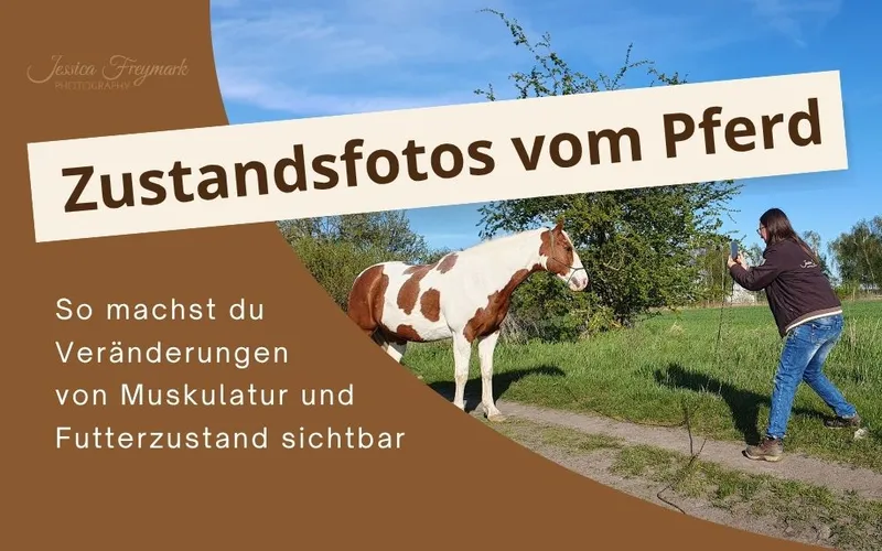 Zustandsfotos vom Pferd: So machst du Veränderungen von Muskulatur und Futterzustand sichtbar