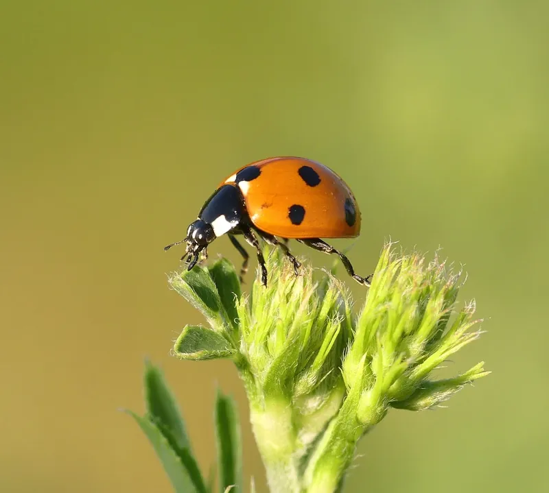 Kevers: alles wat je moet weten over de grootste insectenorde