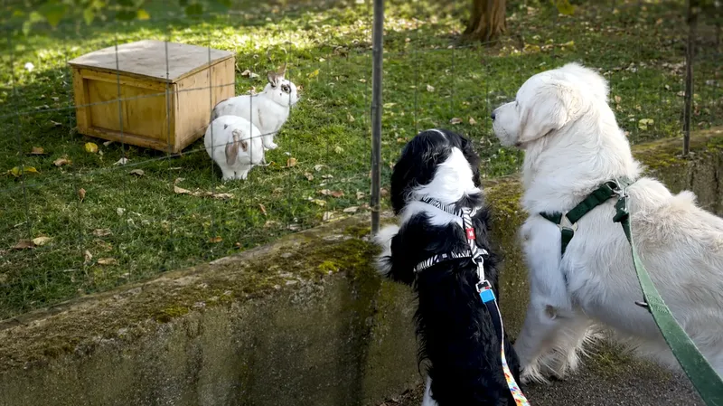 Tierische Anzeige