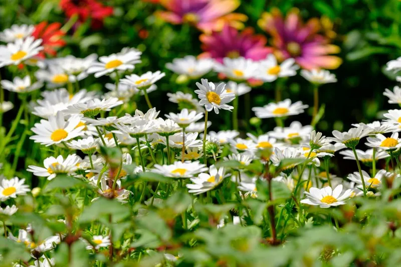 Pesto aus Gartenkräutern: Basilikum, Petersilie und Wildkräuter verwerten
