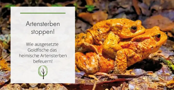 Wie ausgesetzte Goldfische das heimische Artensterben befeuern