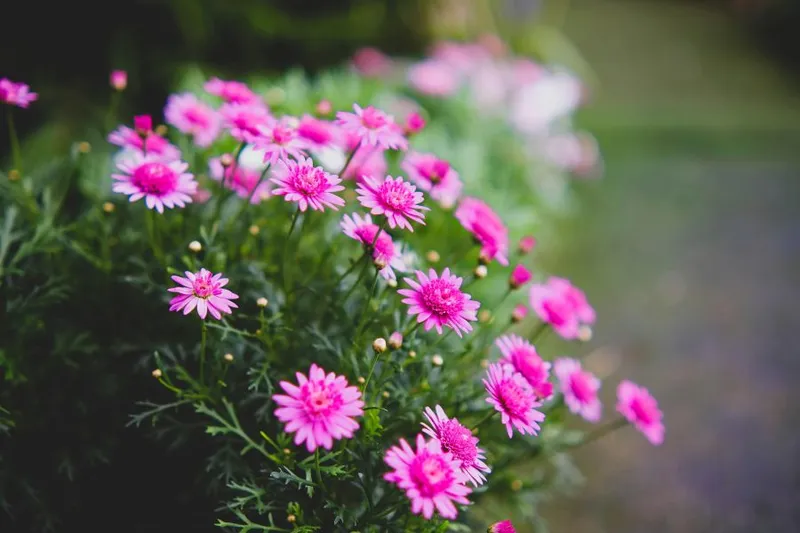 Jungfer im Grünen aussäen: Zarte Sommerblume mit dekorativen Samenständen