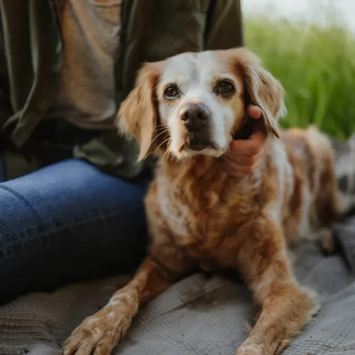 Die Kraft der Gedanken: Was du deinem Hund mitteilst, auch wenn du nichts sagst