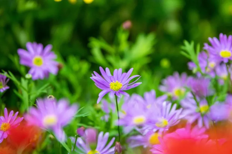 Garten im Sommer pflegen: Hitze, Wasser und Rückschnitt besser planen